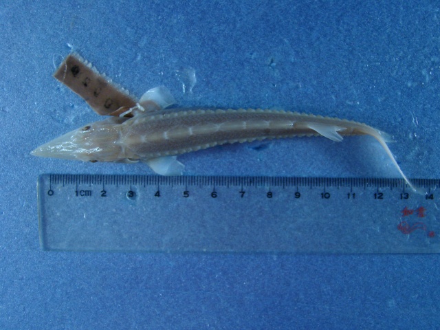 Acipenser dabryanus Duméril, 1869